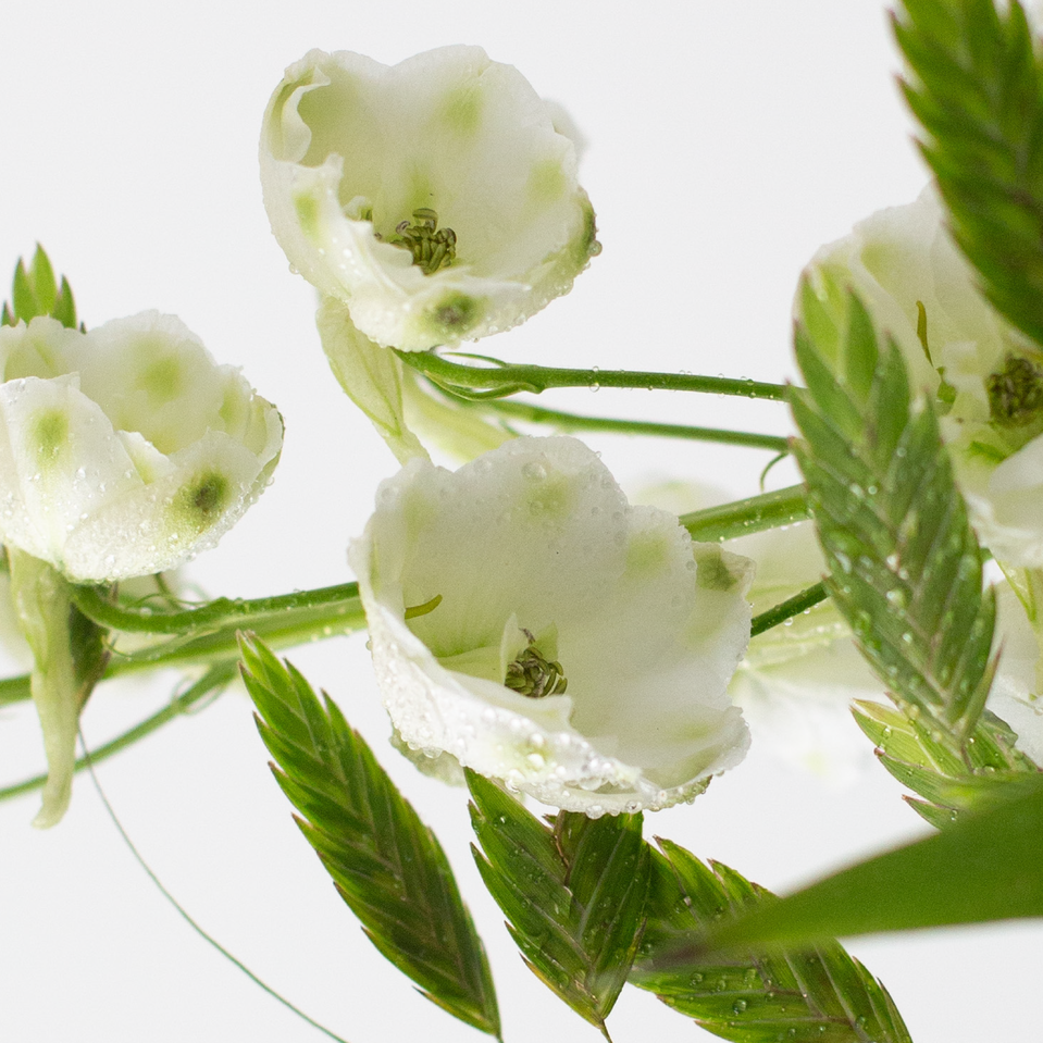 IN REST PARFUM
